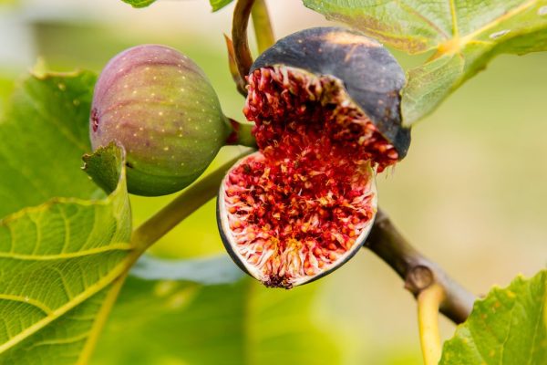 1200x680_figuier_16_gettyimages-