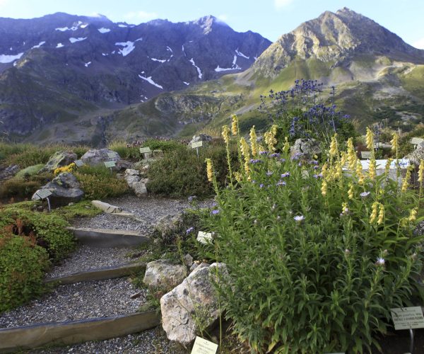 France - Alpes de Provence (05) Villar d'Arene - Col du Lautaret - Jardin botanique alpin du Lautaret Massif du Combeynot. *** Local Caption *** Alpes Provence Jardin Botanique Jardin Montagne Fleurs Plantes Nature