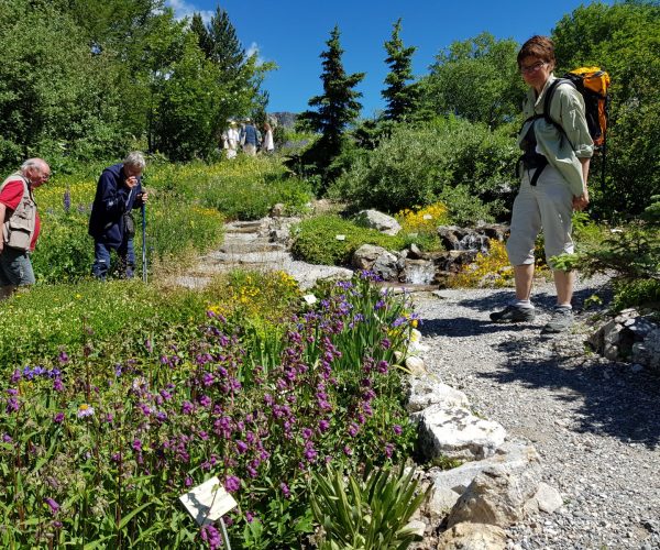 le-jardin-alpin-du-lautaret-est-l-un-des-plus-anciens-jardins-botaniques-d-altitude-1563110653