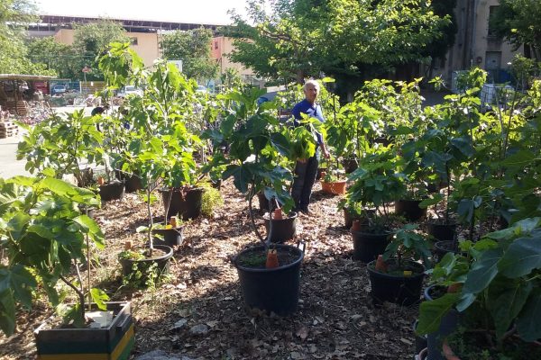 photo-gaetan-figuier